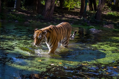 成年老虎在水
